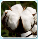 Agro commodities