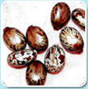 Oil Seeds